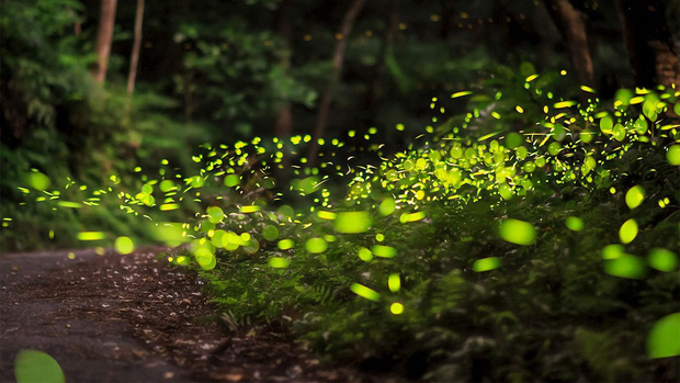 Nhiều loài đom đóm đang bên bờ vực tuyệt chủng, hầu hết nguyên nhân đều do con người-1