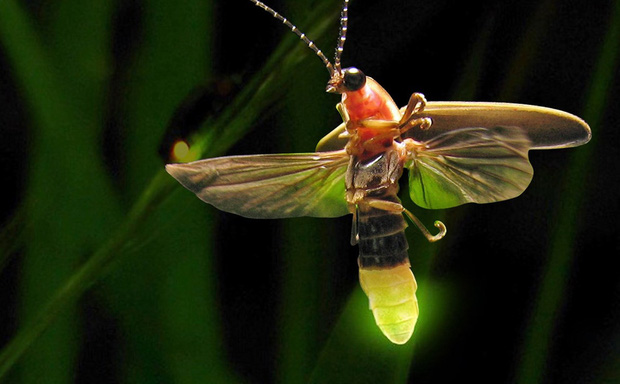 Nhiều loài đom đóm đang bên bờ vực tuyệt chủng, hầu hết nguyên nhân đều do con người-2