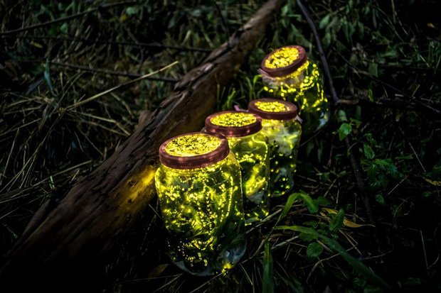 Nhiều loài đom đóm đang bên bờ vực tuyệt chủng, hầu hết nguyên nhân đều do con người-3