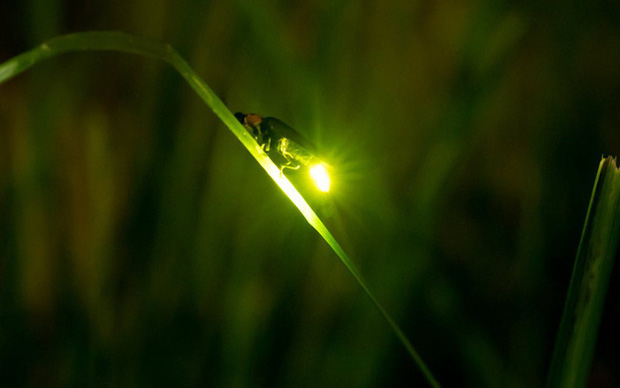 Nhiều loài đom đóm đang bên bờ vực tuyệt chủng, hầu hết nguyên nhân đều do con người-4