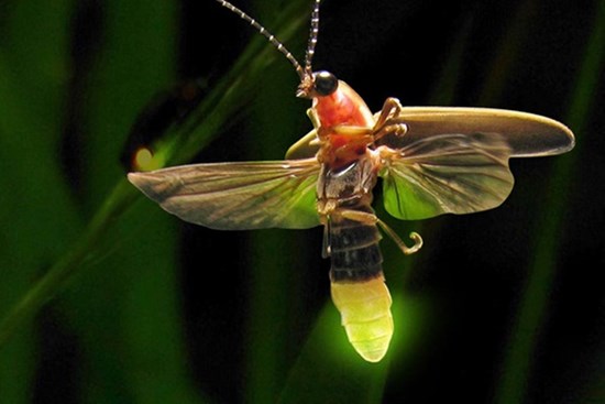 Nhiều loài đom đóm đang bên bờ vực tuyệt chủng, hầu hết nguyên nhân đều do con người