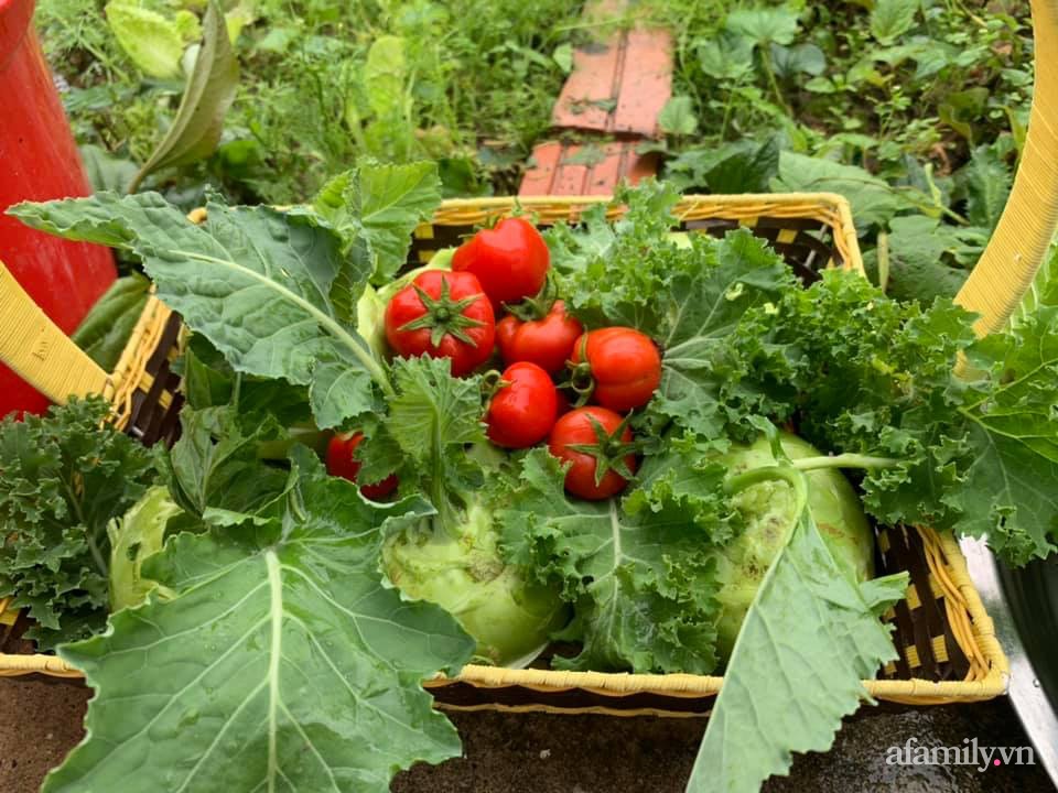 Mẹ đảm 4 con tự tay cải tạo mảnh đất trống thành trang trại rau quả chẳng thiếu thứ gì ở Quảng Ninh-23