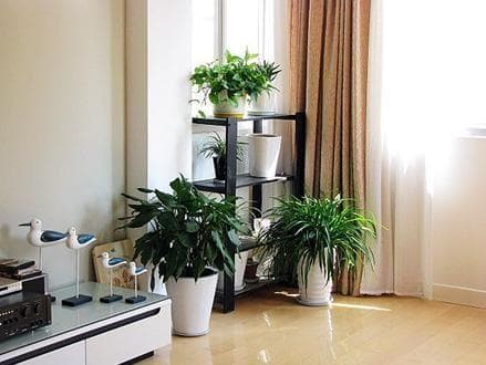 Có những bảo bối này trong nhà thì tài lộc đến ngay, giàu có trong nháy mắt cũng dễ hiểu-1