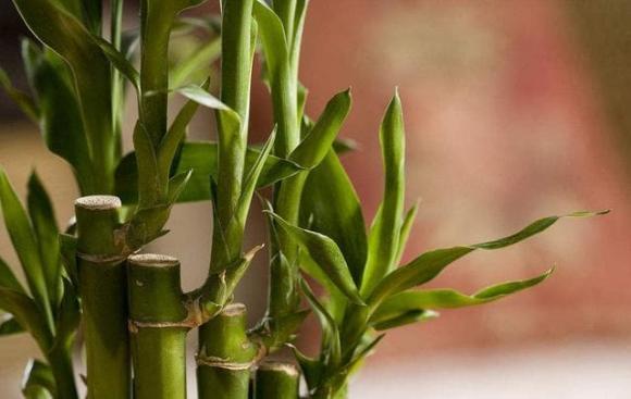 Có những bảo bối này trong nhà thì tài lộc đến ngay, giàu có trong nháy mắt cũng dễ hiểu-2