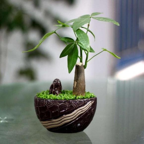 Có những bảo bối này trong nhà thì tài lộc đến ngay, giàu có trong nháy mắt cũng dễ hiểu-3