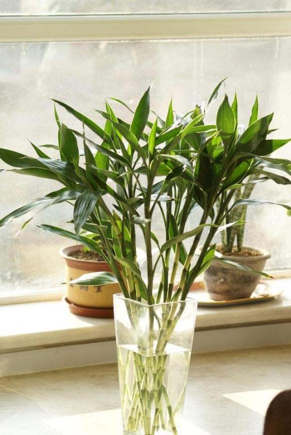 Có những bảo bối này trong nhà thì tài lộc đến ngay, giàu có trong nháy mắt cũng dễ hiểu-4