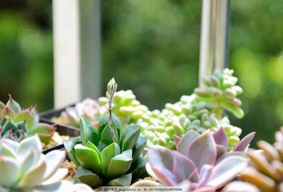 Có những bảo bối này trong nhà thì tài lộc đến ngay, giàu có trong nháy mắt cũng dễ hiểu-9