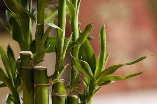 Có những bảo bối này trong nhà thì tài lộc đến ngay, giàu có trong nháy mắt cũng dễ hiểu