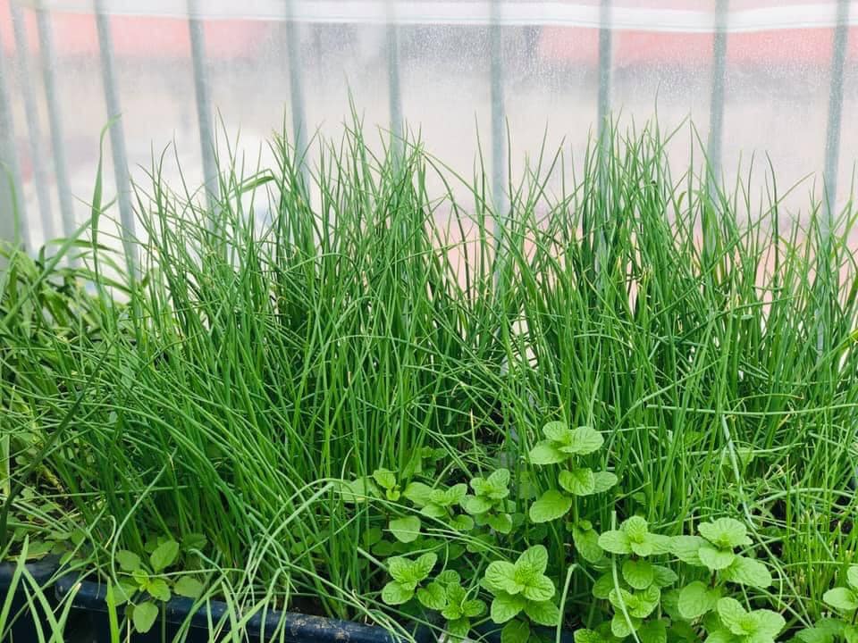 Vườn rau mùa dịch vạn người mê của cô gái Hà thành: Cao tít trên sân thượng mà đa dạng, tươi tốt đến bất ngờ, thứ gì cũng có!-10