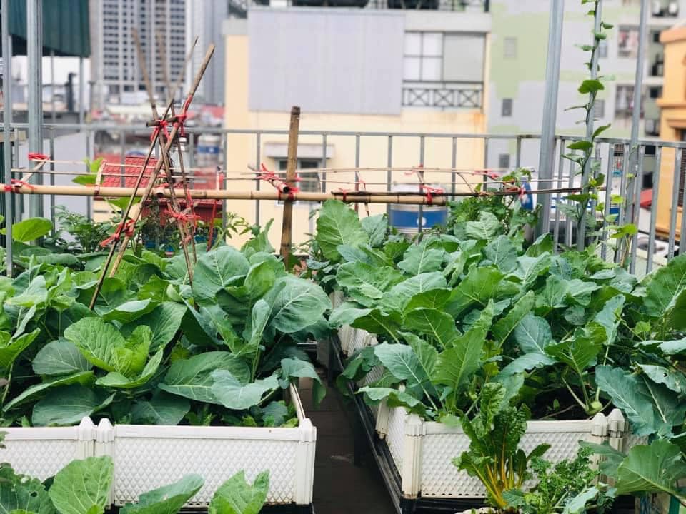 Vườn rau mùa dịch vạn người mê của cô gái Hà thành: Cao tít trên sân thượng mà đa dạng, tươi tốt đến bất ngờ, thứ gì cũng có!-2