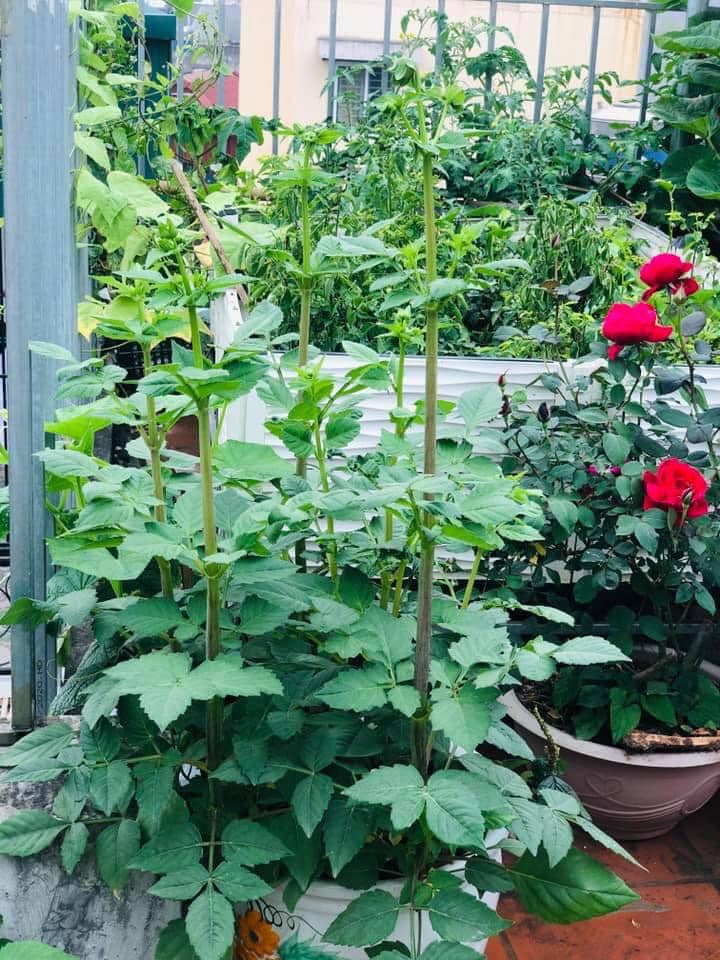 Vườn rau mùa dịch vạn người mê của cô gái Hà thành: Cao tít trên sân thượng mà đa dạng, tươi tốt đến bất ngờ, thứ gì cũng có!-13