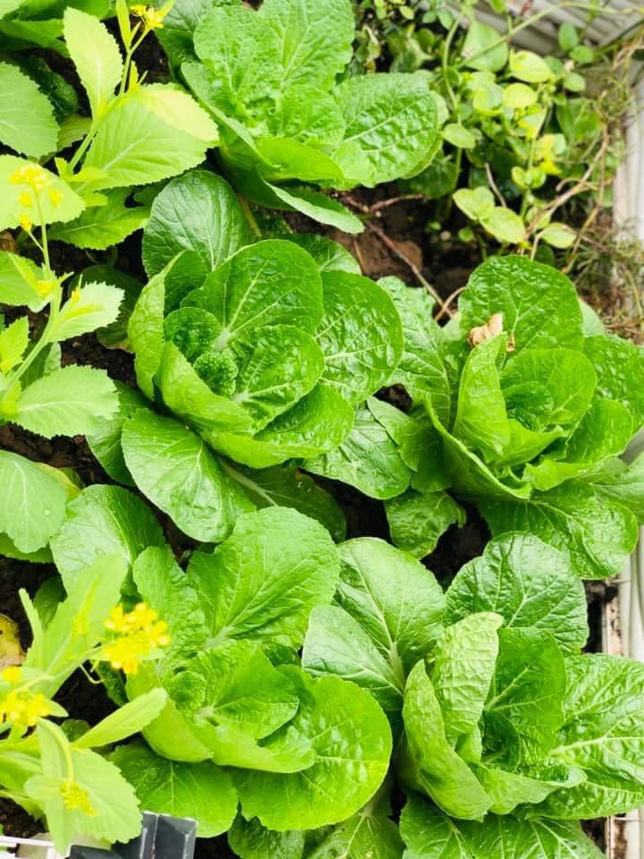 Vườn rau mùa dịch vạn người mê của cô gái Hà thành: Cao tít trên sân thượng mà đa dạng, tươi tốt đến bất ngờ, thứ gì cũng có!-11