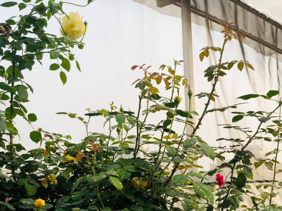 Vườn rau mùa dịch vạn người mê của cô gái Hà thành: Cao tít trên sân thượng mà đa dạng, tươi tốt đến bất ngờ, thứ gì cũng có!-17