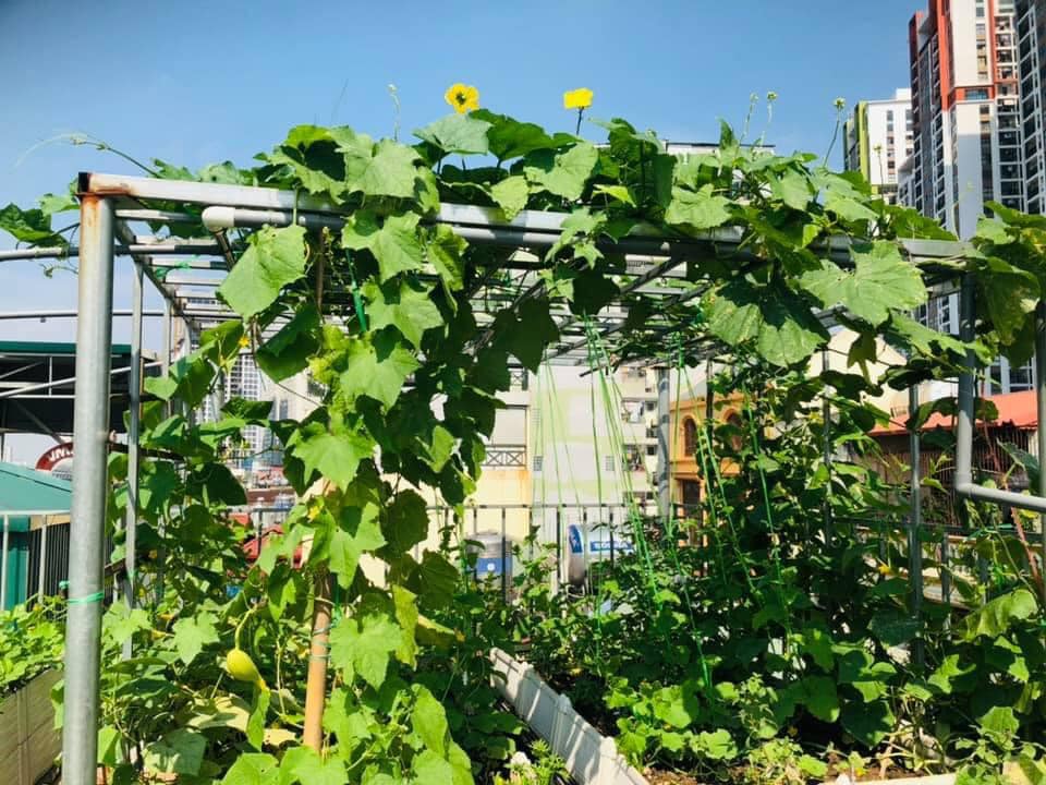 Vườn rau mùa dịch vạn người mê của cô gái Hà thành: Cao tít trên sân thượng mà đa dạng, tươi tốt đến bất ngờ, thứ gì cũng có!-1