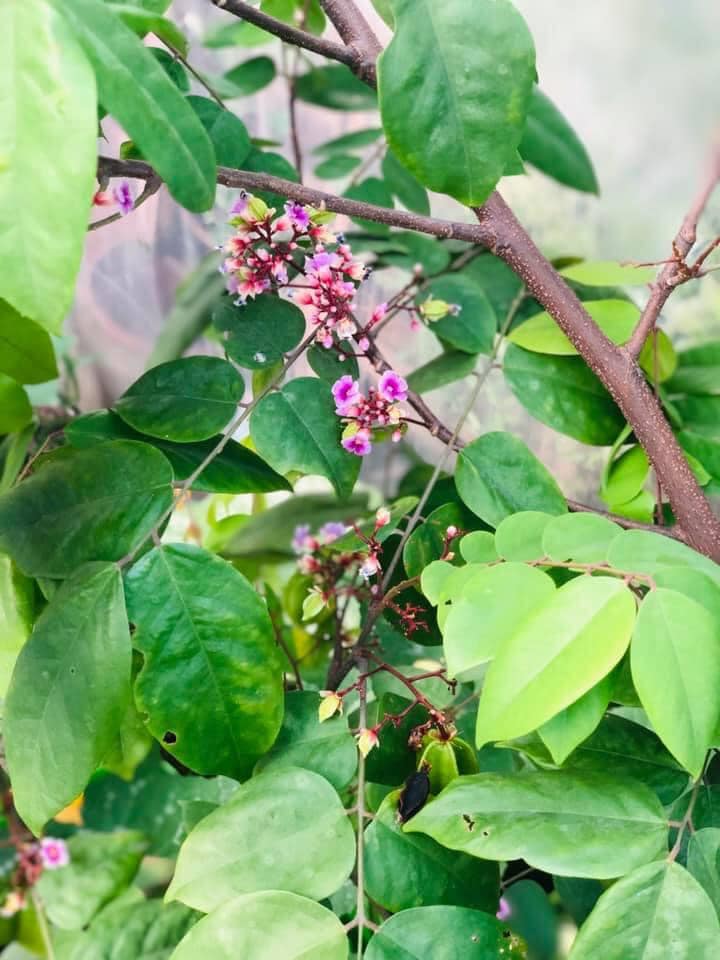 Vườn rau mùa dịch vạn người mê của cô gái Hà thành: Cao tít trên sân thượng mà đa dạng, tươi tốt đến bất ngờ, thứ gì cũng có!-18