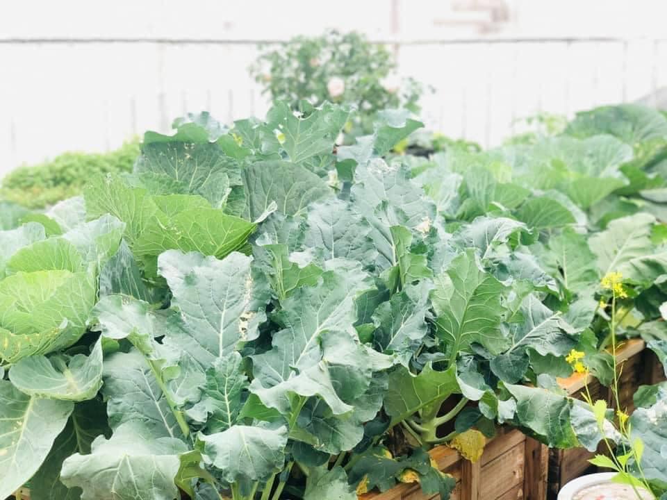 Vườn rau mùa dịch vạn người mê của cô gái Hà thành: Cao tít trên sân thượng mà đa dạng, tươi tốt đến bất ngờ, thứ gì cũng có!-12