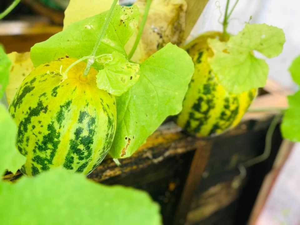 Vườn rau mùa dịch vạn người mê của cô gái Hà thành: Cao tít trên sân thượng mà đa dạng, tươi tốt đến bất ngờ, thứ gì cũng có!-8