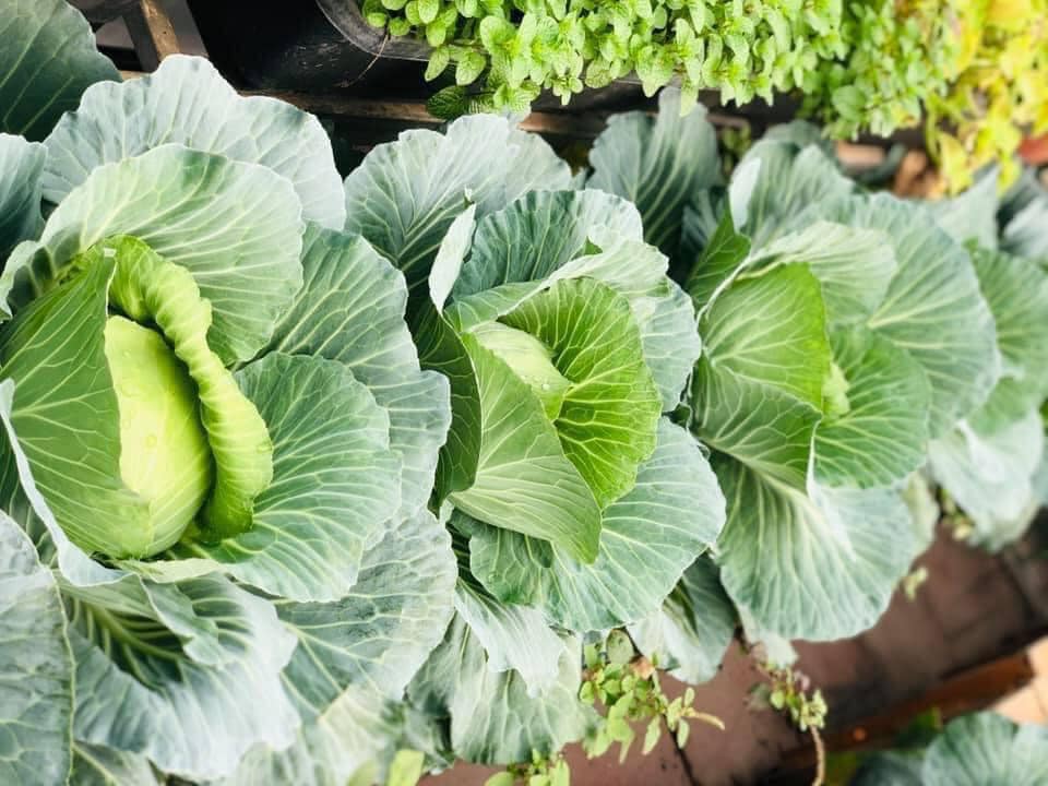 Vườn rau mùa dịch vạn người mê của cô gái Hà thành: Cao tít trên sân thượng mà đa dạng, tươi tốt đến bất ngờ, thứ gì cũng có!-3