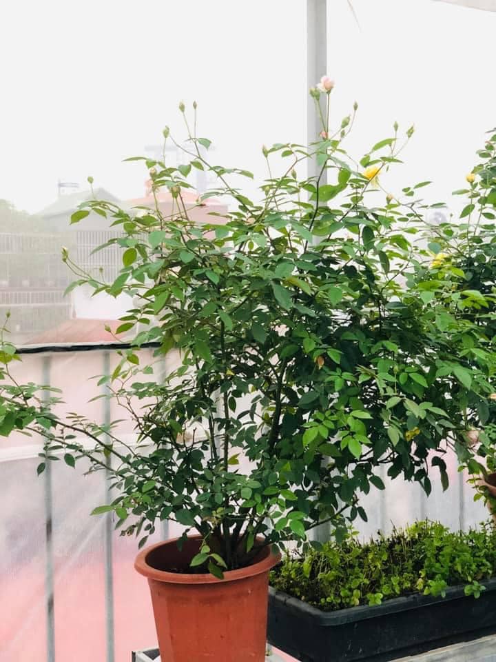 Vườn rau mùa dịch vạn người mê của cô gái Hà thành: Cao tít trên sân thượng mà đa dạng, tươi tốt đến bất ngờ, thứ gì cũng có!-15