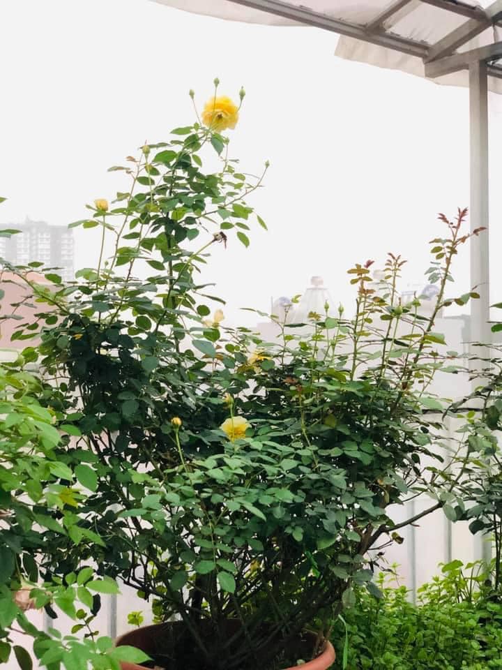 Vườn rau mùa dịch vạn người mê của cô gái Hà thành: Cao tít trên sân thượng mà đa dạng, tươi tốt đến bất ngờ, thứ gì cũng có!-16