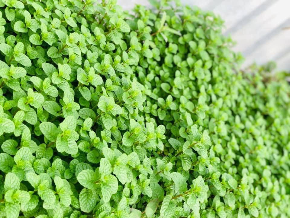 Vườn rau mùa dịch vạn người mê của cô gái Hà thành: Cao tít trên sân thượng mà đa dạng, tươi tốt đến bất ngờ, thứ gì cũng có!-9