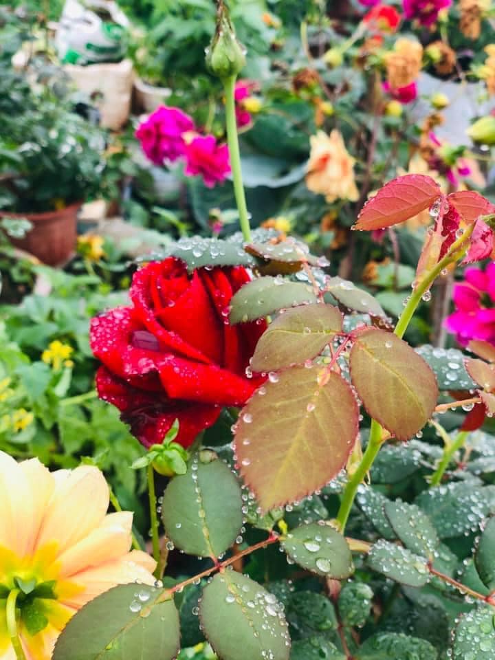 Vườn rau mùa dịch vạn người mê của cô gái Hà thành: Cao tít trên sân thượng mà đa dạng, tươi tốt đến bất ngờ, thứ gì cũng có!-7