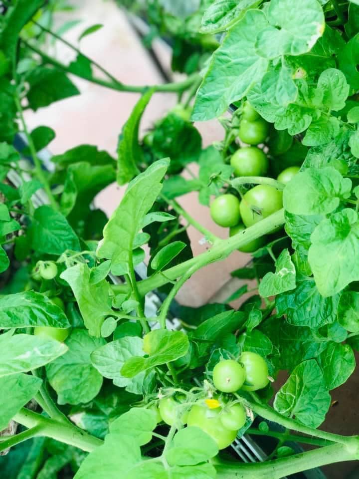 Vườn rau mùa dịch vạn người mê của cô gái Hà thành: Cao tít trên sân thượng mà đa dạng, tươi tốt đến bất ngờ, thứ gì cũng có!-5