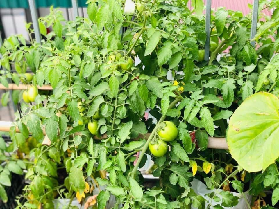 Vườn rau mùa dịch vạn người mê của cô gái Hà thành: Cao tít trên sân thượng mà đa dạng, tươi tốt đến bất ngờ, thứ gì cũng có!-6