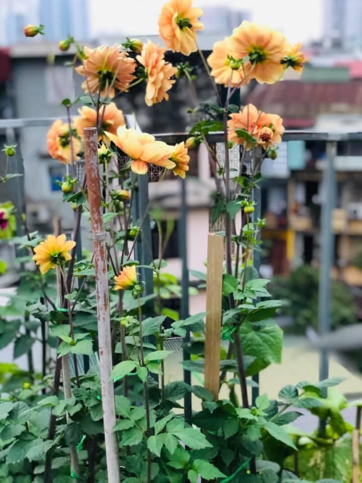 Vườn rau mùa dịch vạn người mê của cô gái Hà thành: Cao tít trên sân thượng mà đa dạng, tươi tốt đến bất ngờ, thứ gì cũng có!-14