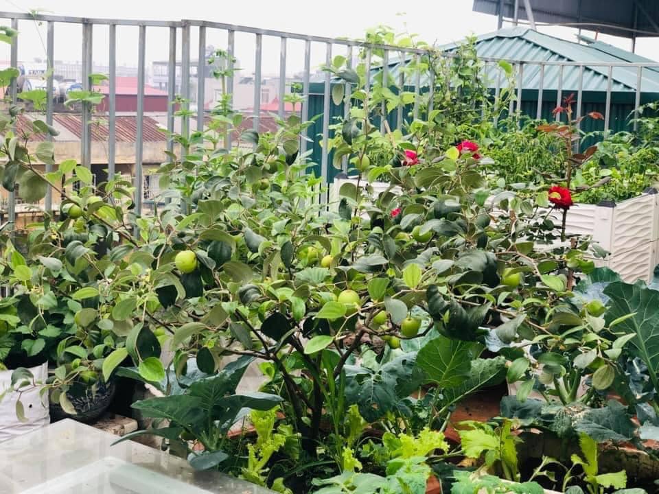 Vườn rau mùa dịch vạn người mê của cô gái Hà thành: Cao tít trên sân thượng mà đa dạng, tươi tốt đến bất ngờ, thứ gì cũng có!-19
