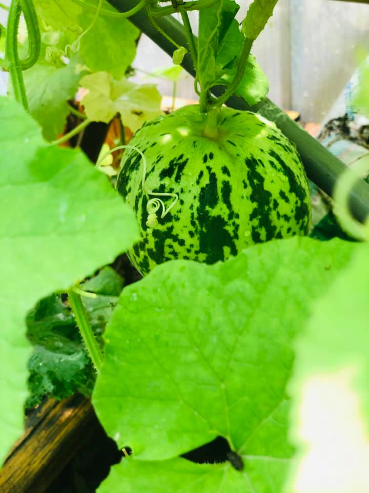 Vườn rau mùa dịch vạn người mê của cô gái Hà thành: Cao tít trên sân thượng mà đa dạng, tươi tốt đến bất ngờ, thứ gì cũng có!-20