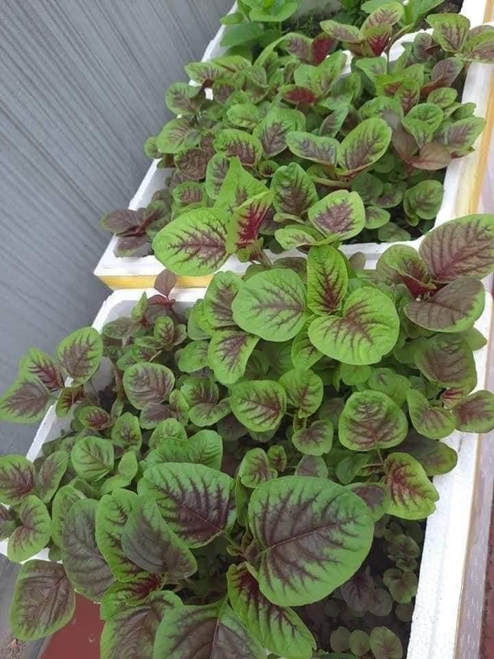 Vườn rau mùa dịch vạn người mê của cô gái Hà thành: Cao tít trên sân thượng mà đa dạng, tươi tốt đến bất ngờ, thứ gì cũng có!-22