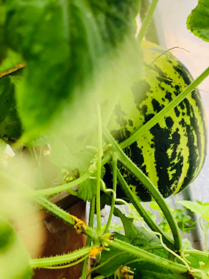 Vườn rau mùa dịch vạn người mê của cô gái Hà thành: Cao tít trên sân thượng mà đa dạng, tươi tốt đến bất ngờ, thứ gì cũng có!-21