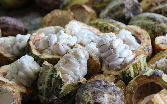 Loại vỏ trái cây là rác bỏ đi, bỗng thành hàng giá trị thu về tiền tỷ-1