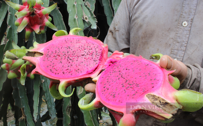 Loại vỏ trái cây là rác bỏ đi, bỗng thành hàng giá trị thu về tiền tỷ-2