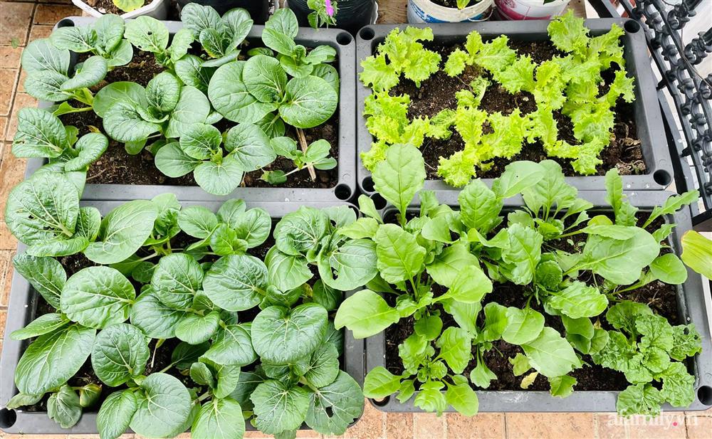 Sân thượng nhỏ rau gì cũng có của nữ giảng viên ở Đà Lạt giúp gia đình an yên giữa mùa dịch-1