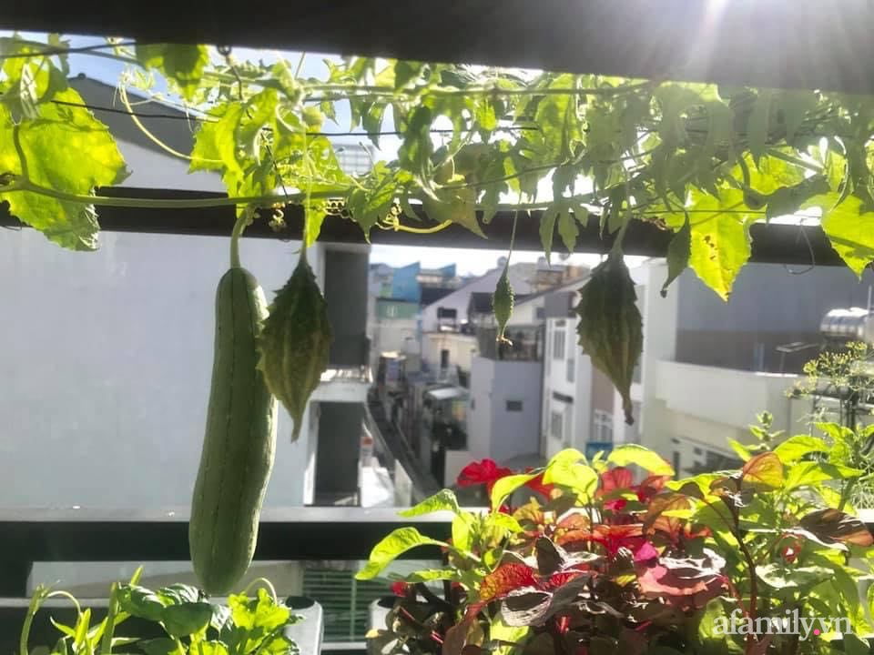 Sân thượng nhỏ rau gì cũng có của nữ giảng viên ở Đà Lạt giúp gia đình an yên giữa mùa dịch-3