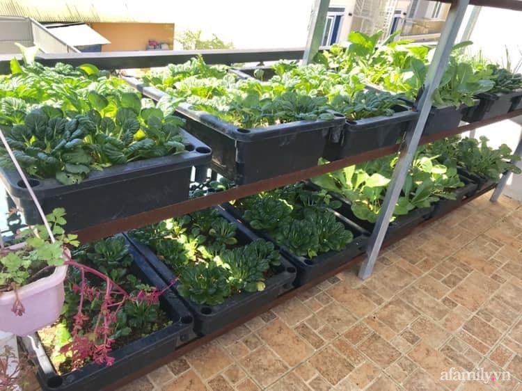 Sân thượng nhỏ rau gì cũng có của nữ giảng viên ở Đà Lạt giúp gia đình an yên giữa mùa dịch-4