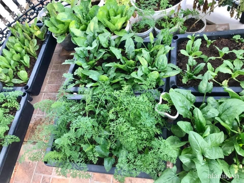 Sân thượng nhỏ rau gì cũng có của nữ giảng viên ở Đà Lạt giúp gia đình an yên giữa mùa dịch-5