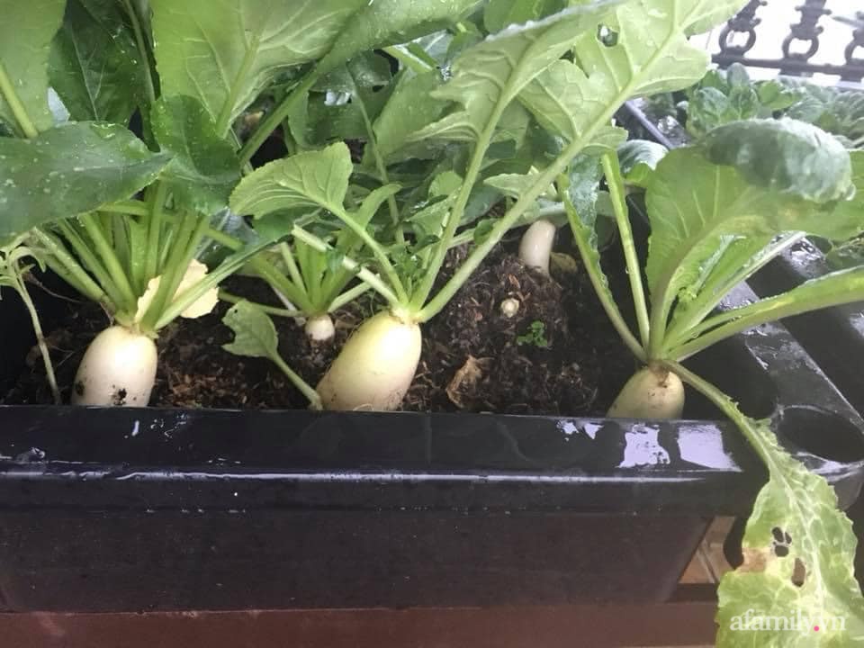 Sân thượng nhỏ rau gì cũng có của nữ giảng viên ở Đà Lạt giúp gia đình an yên giữa mùa dịch-6