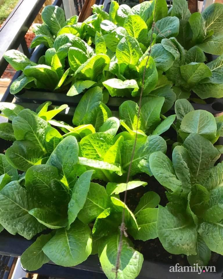 Sân thượng nhỏ rau gì cũng có của nữ giảng viên ở Đà Lạt giúp gia đình an yên giữa mùa dịch-10