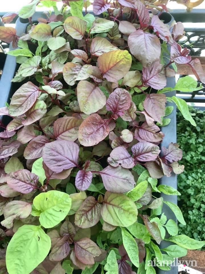 Sân thượng nhỏ rau gì cũng có của nữ giảng viên ở Đà Lạt giúp gia đình an yên giữa mùa dịch-11