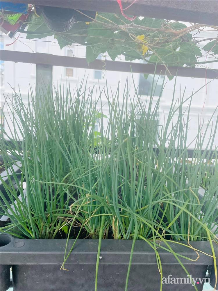 Sân thượng nhỏ rau gì cũng có của nữ giảng viên ở Đà Lạt giúp gia đình an yên giữa mùa dịch-12