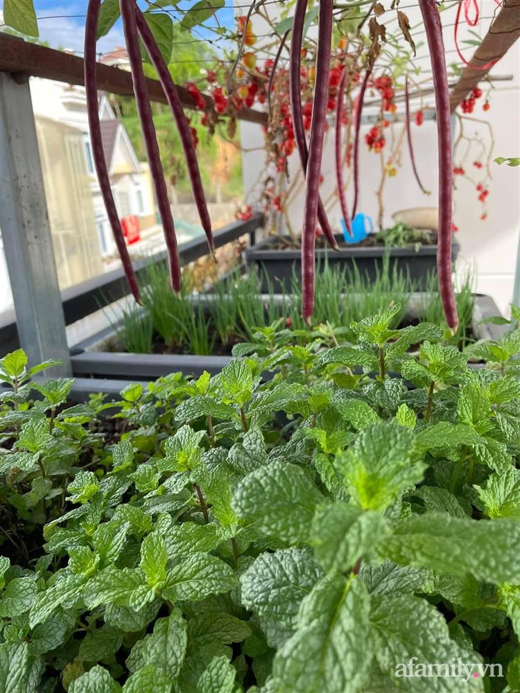 Sân thượng nhỏ rau gì cũng có của nữ giảng viên ở Đà Lạt giúp gia đình an yên giữa mùa dịch-8