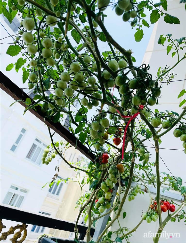 Sân thượng nhỏ rau gì cũng có của nữ giảng viên ở Đà Lạt giúp gia đình an yên giữa mùa dịch-9