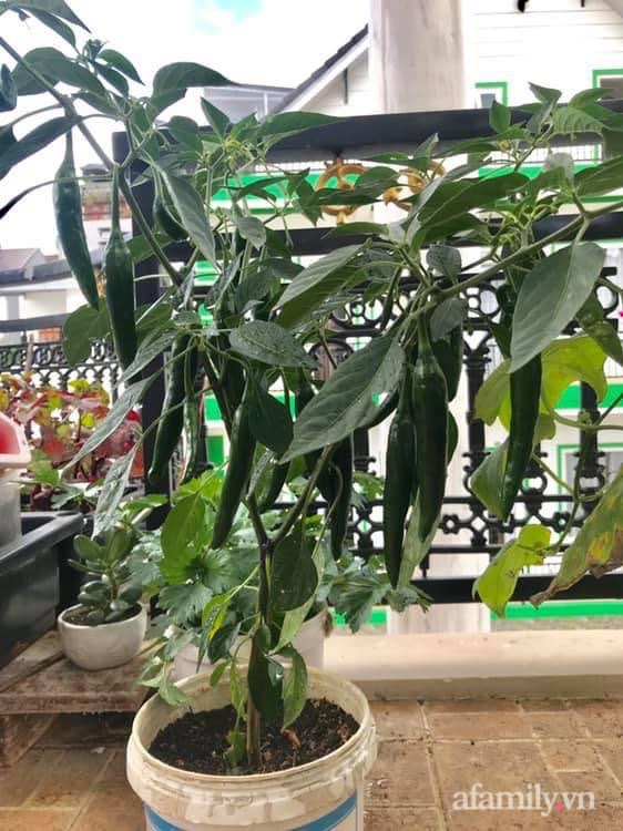 Sân thượng nhỏ rau gì cũng có của nữ giảng viên ở Đà Lạt giúp gia đình an yên giữa mùa dịch-16