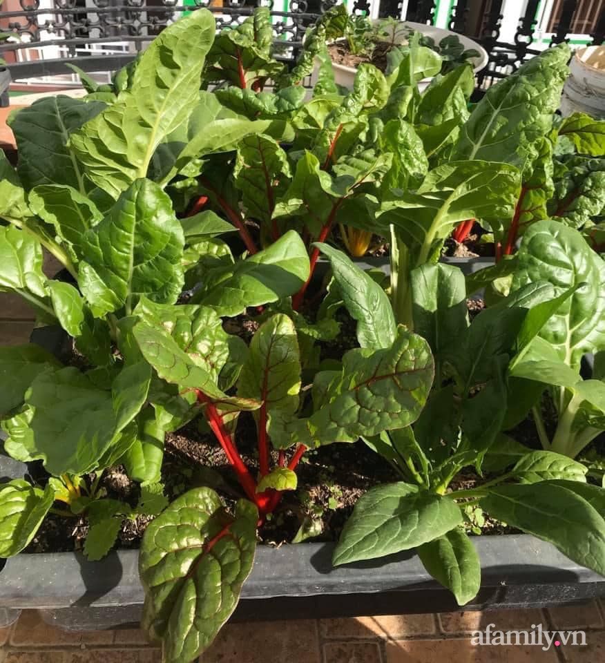 Sân thượng nhỏ rau gì cũng có của nữ giảng viên ở Đà Lạt giúp gia đình an yên giữa mùa dịch-17