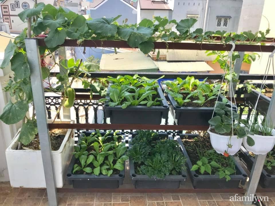 Sân thượng nhỏ rau gì cũng có của nữ giảng viên ở Đà Lạt giúp gia đình an yên giữa mùa dịch-20