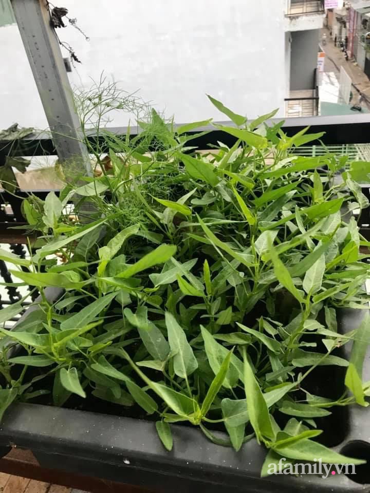 Sân thượng nhỏ rau gì cũng có của nữ giảng viên ở Đà Lạt giúp gia đình an yên giữa mùa dịch-21