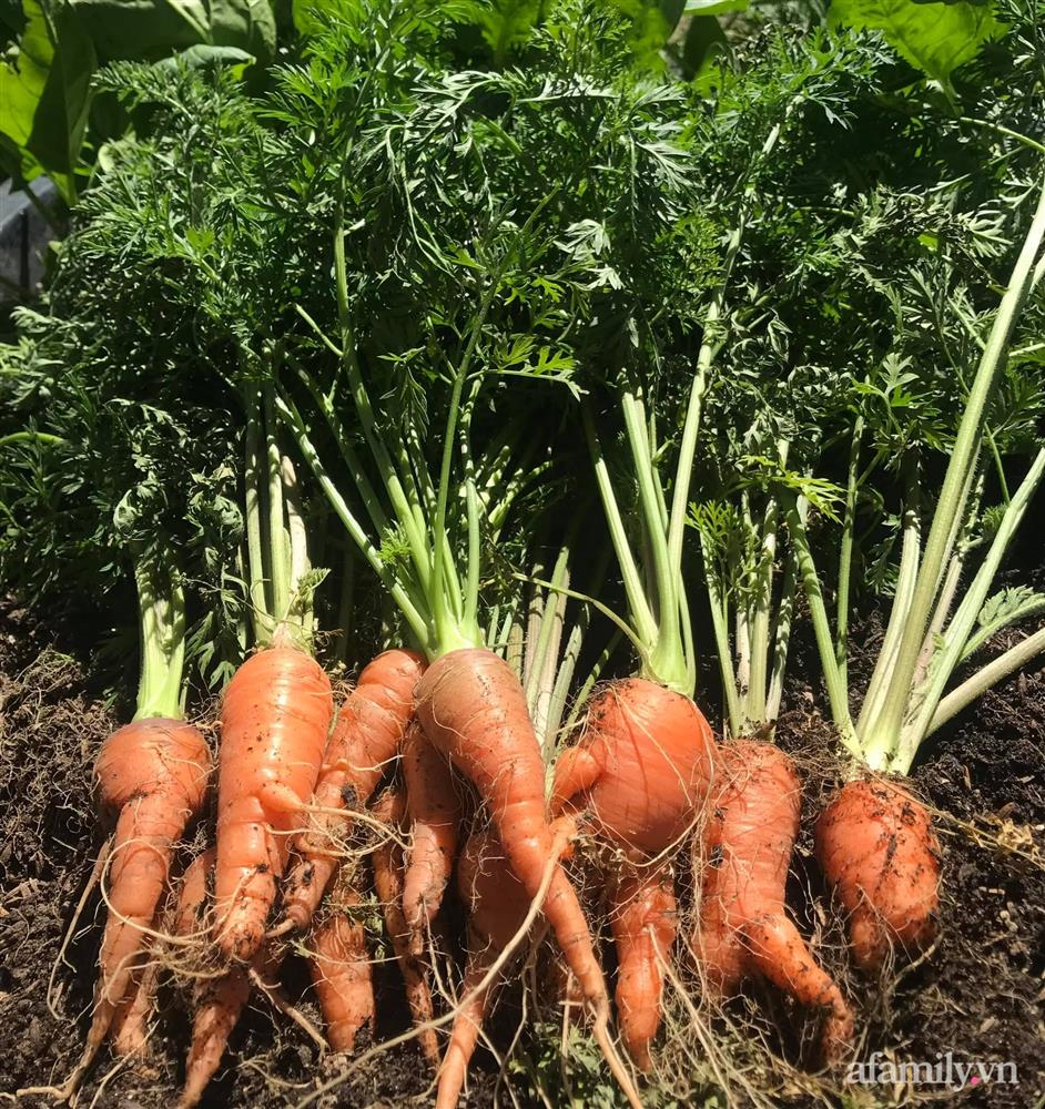 Sân thượng nhỏ rau gì cũng có của nữ giảng viên ở Đà Lạt giúp gia đình an yên giữa mùa dịch-22